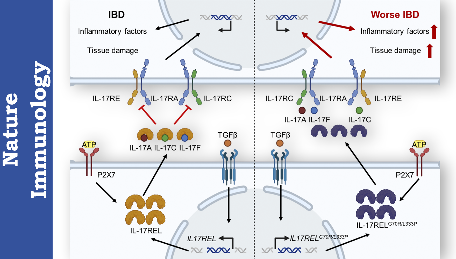 營(yíng)養(yǎng)與健康所錢(qián)友存研究組揭示天然“誘餌受體”治療炎癥性腸病新機(jī)制